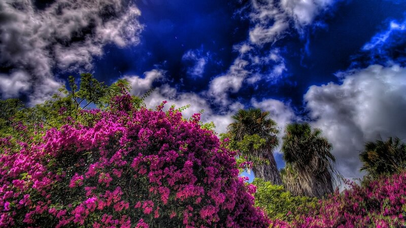 Purple Bougainvillea Bush — Dramatic