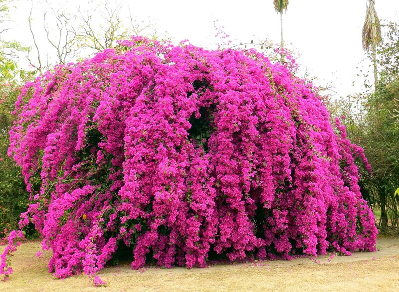 Purple Bougainvillea Bush — Magenta