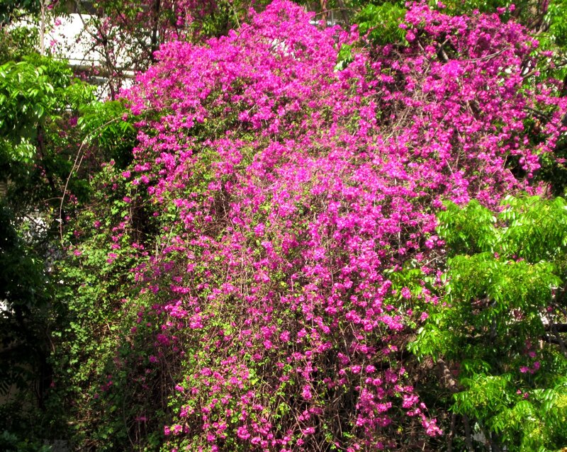 Purple Bougainvillea Bush — Pink