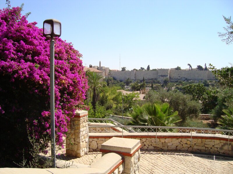 Purple Bougainvillea Bush — Serene, Afternoon, Photograph