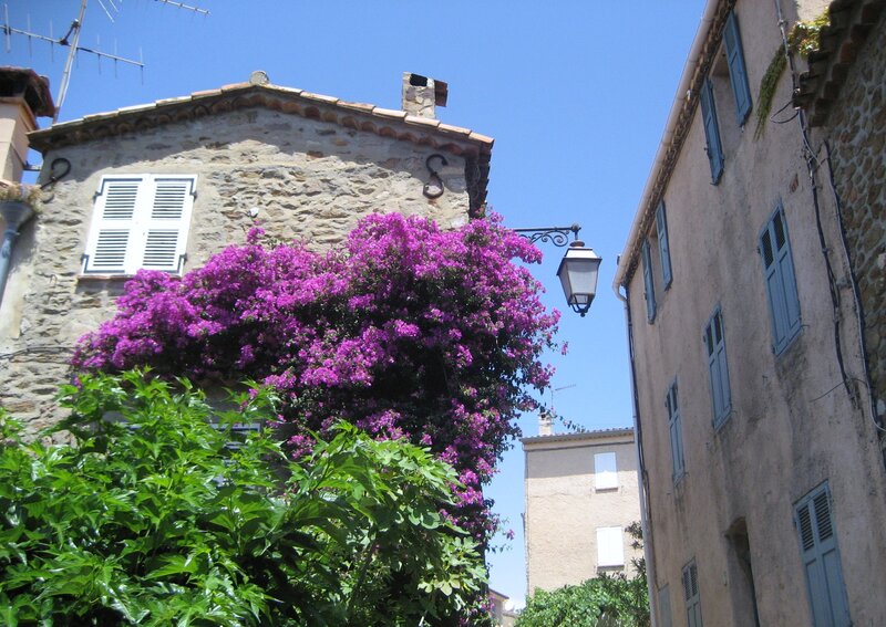 Purple Bougainvillea Bush — Serene