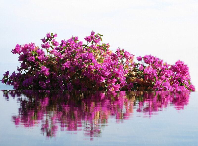 Purple Bougainvillea Bush