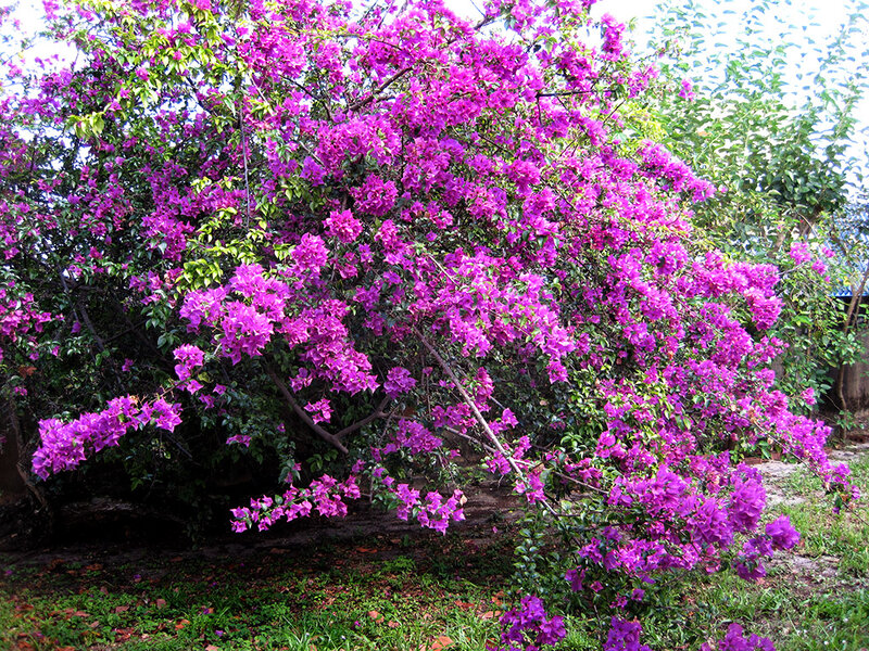 Purple Bougainvillea Bush — Vibrant, Afternoon
