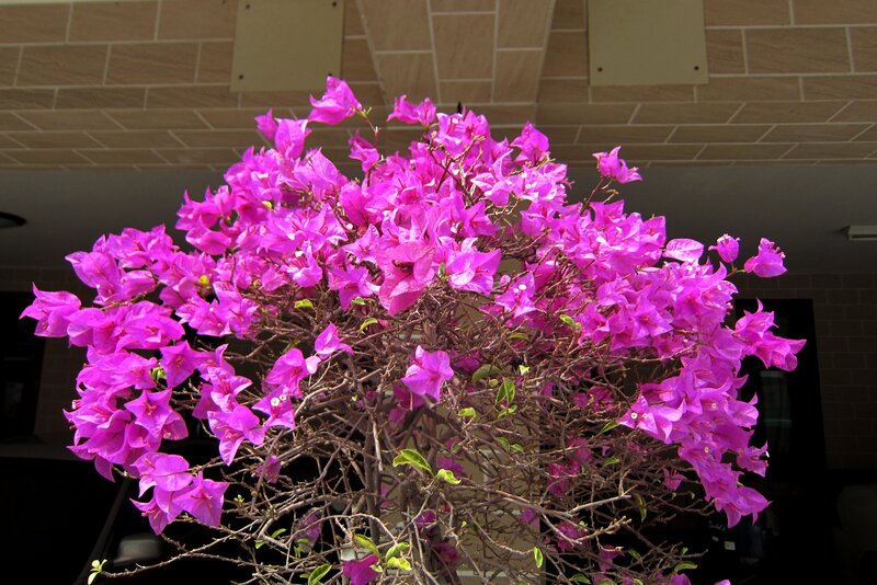 Purple Bougainvillea Bush — Vibrant