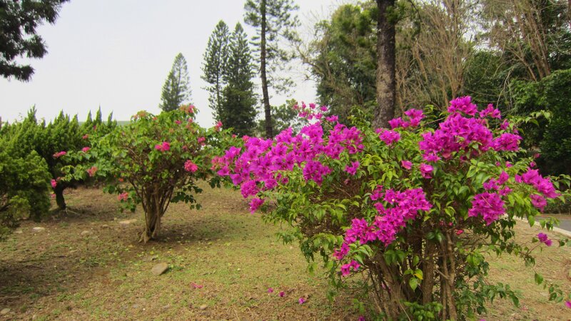 Purple Bougainvillea Bushes — Calm