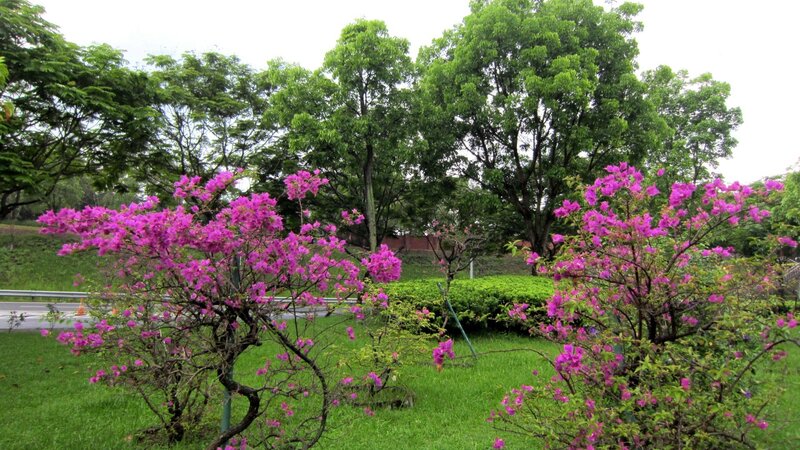 Purple Bougainvillea Bushes