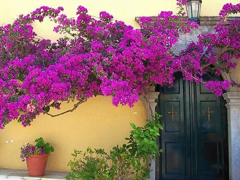 Purple bougainvillea by a door