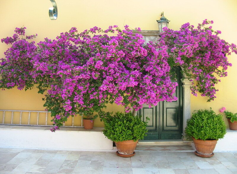 purple bougainvillea by green door