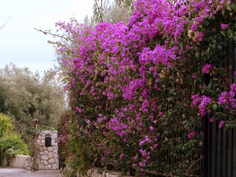 purple bougainvillea by stone gate