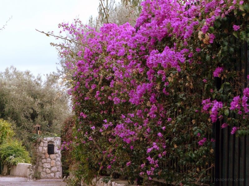 purple bougainvillea by stone gate