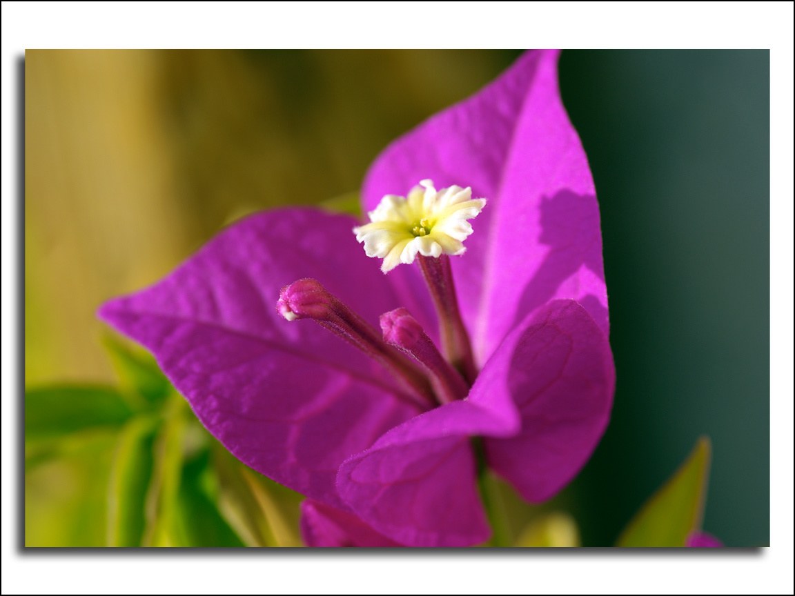 purple bougainvillea flower
