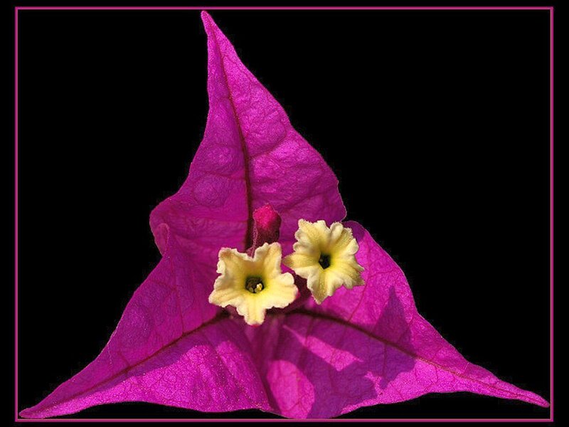 Purple Bougainvillea Flower — Magenta