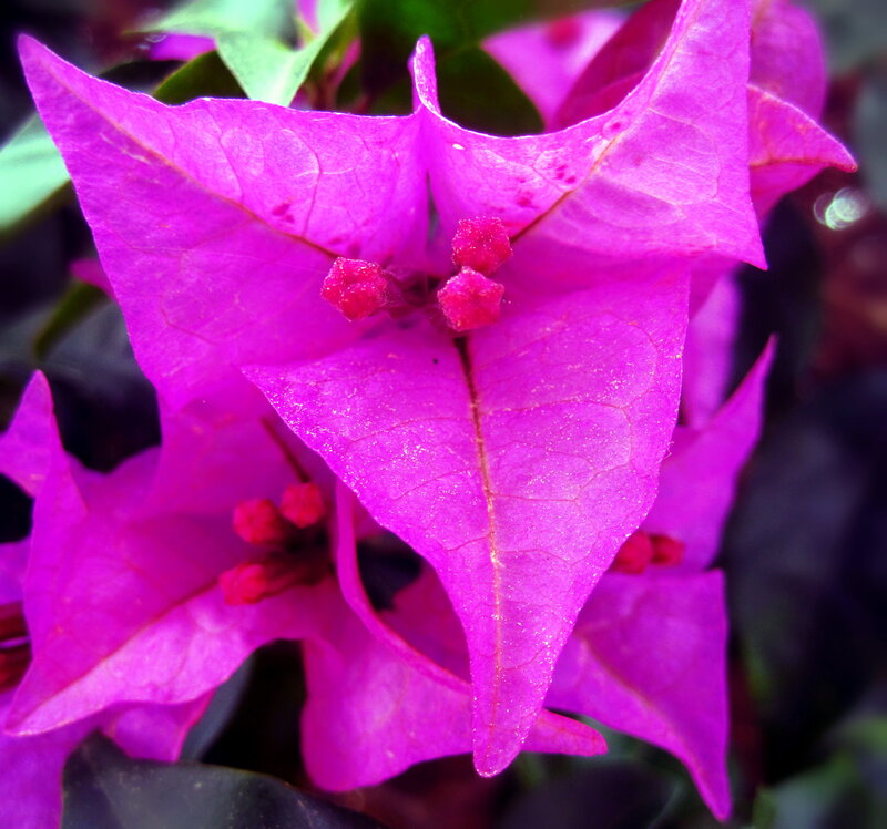 Purple Bougainvillea Flower — Magenta, Vibrant