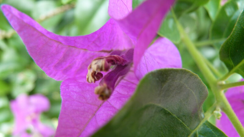 Purple Bougainvillea Flower — Natural