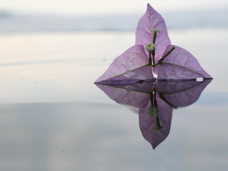 Purple Bougainvillea Flower — Serene