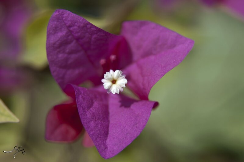 purple bougainvillea flower