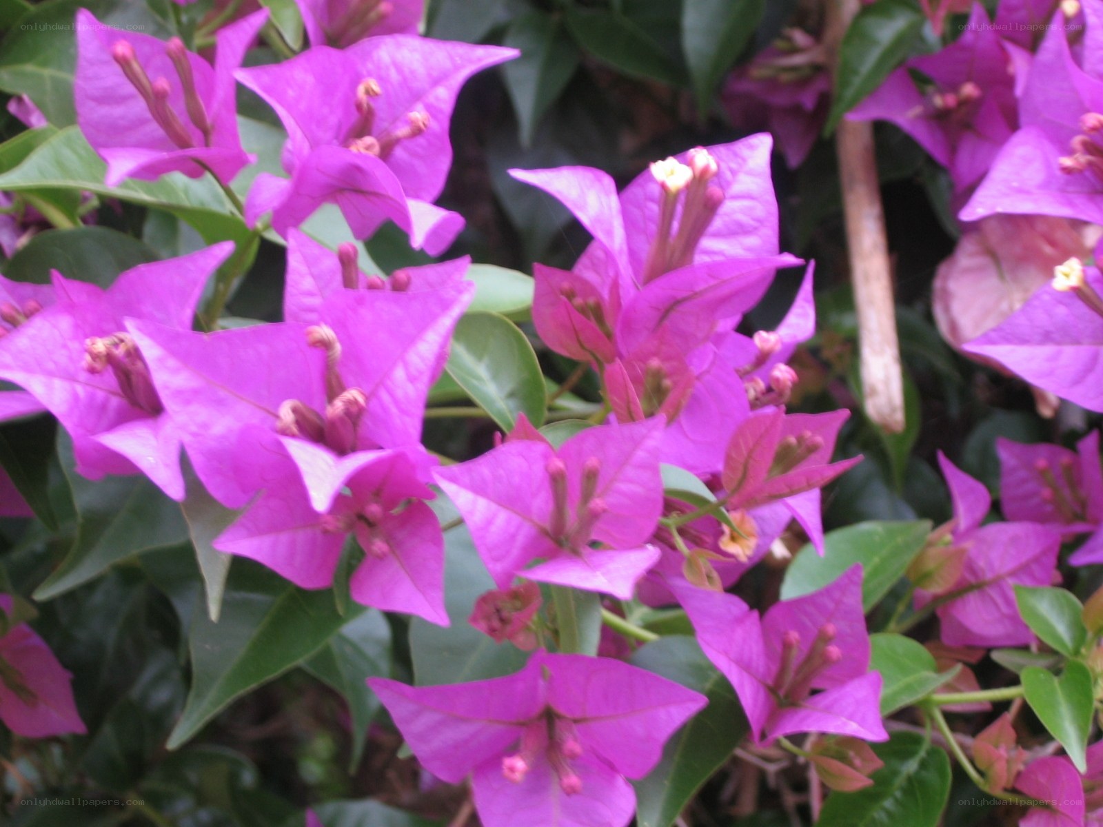 purple bougainvillea flowers
