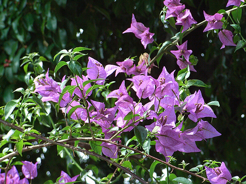 purple bougainvillea flowers