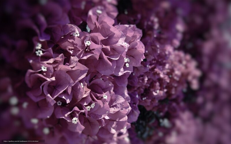 Purple Bougainvillea Flowers