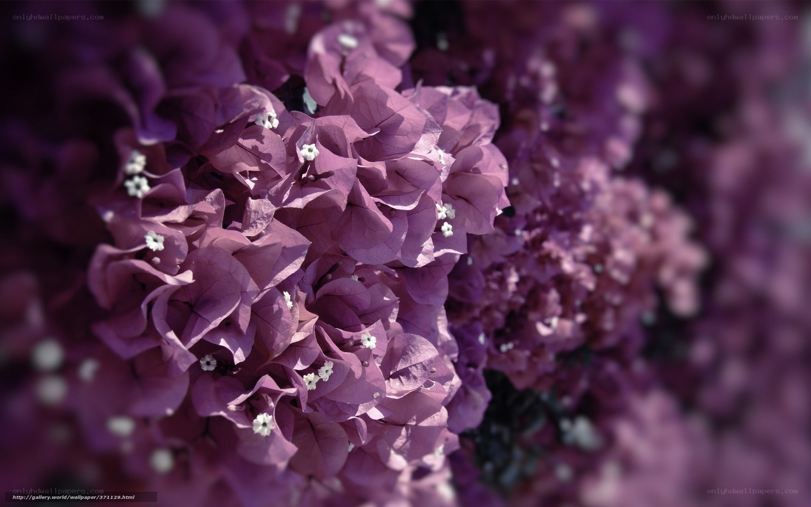 Purple Bougainvillea Flowers