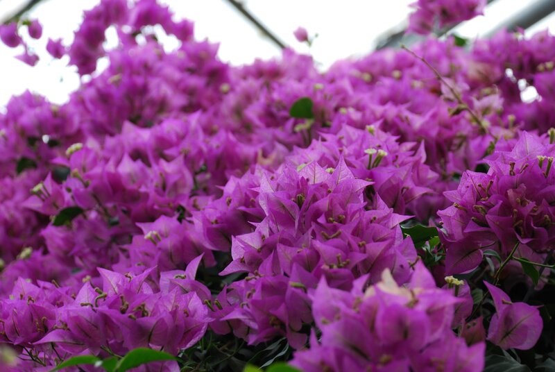 Purple bougainvillea flowers