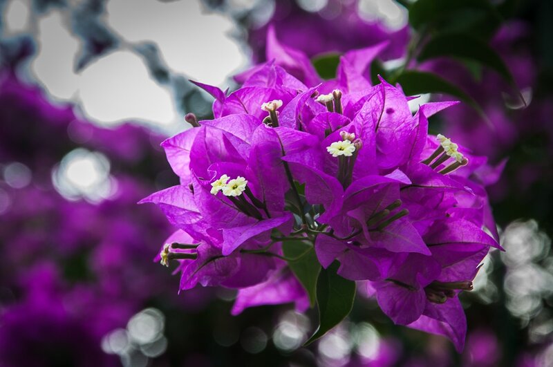 Purple bougainvillea flowers