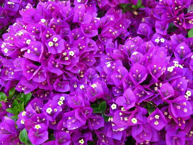purple bougainvillea flowers