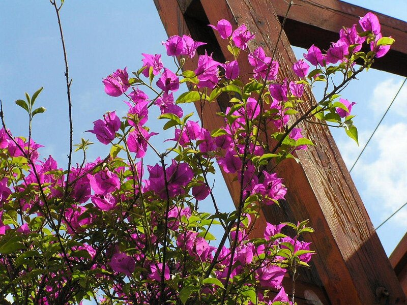 Purple Bougainvillea Flowers — Bright