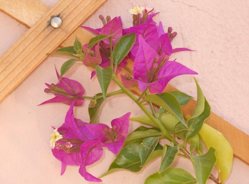 Purple Bougainvillea Flowers — Calm, Afternoon, Photograph, Green Leaves