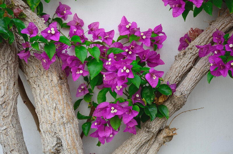 Purple Bougainvillea Flowers — Calm, Afternoon
