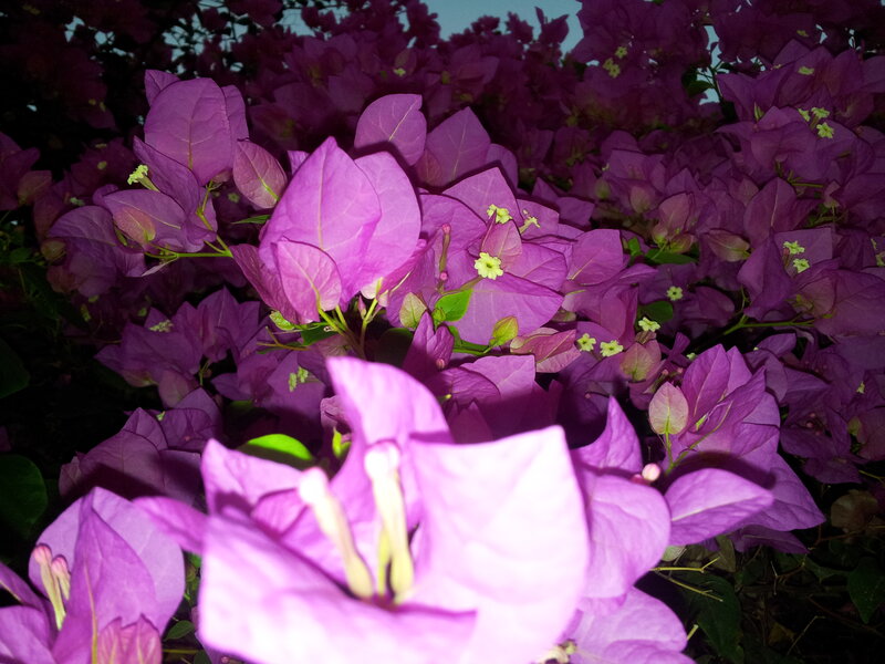 Purple Bougainvillea Flowers — Calm, Night