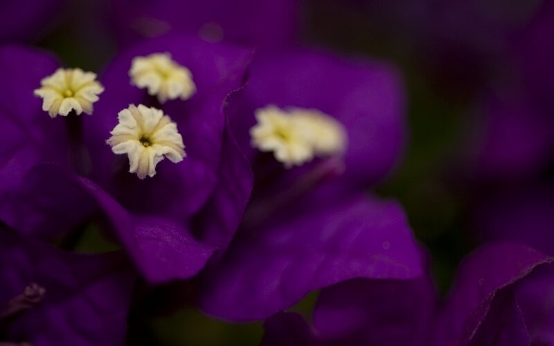 Purple Bougainvillea Flowers — Calm