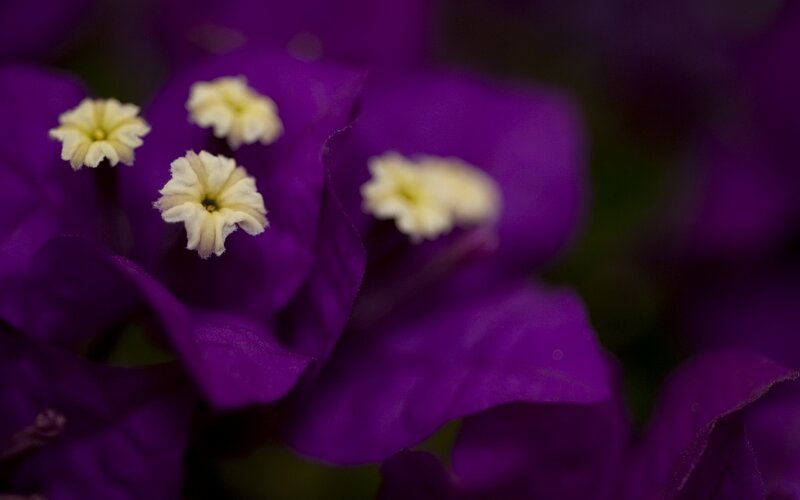 Purple Bougainvillea Flowers — Dramatic