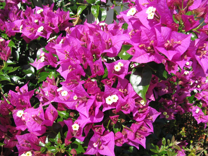 Purple Bougainvillea Flowers — Magenta