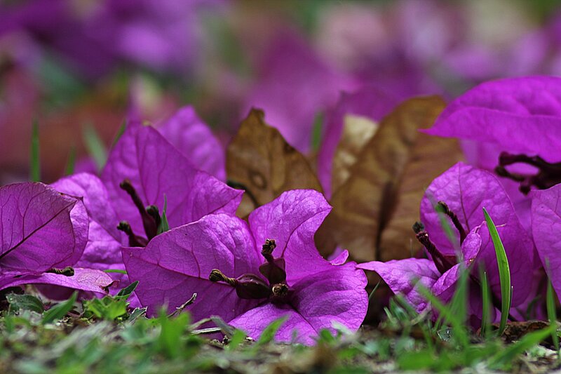 Purple bougainvillea flowers on grass