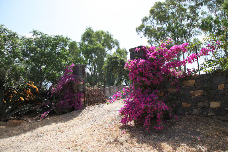 Purple Bougainvillea Flowers — Pink, Serene
