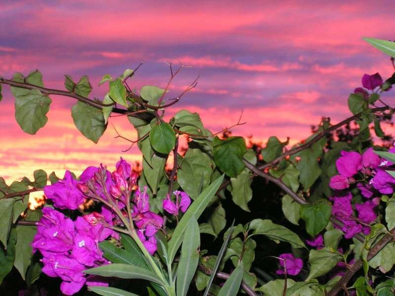Purple Bougainvillea Flowers — Pink