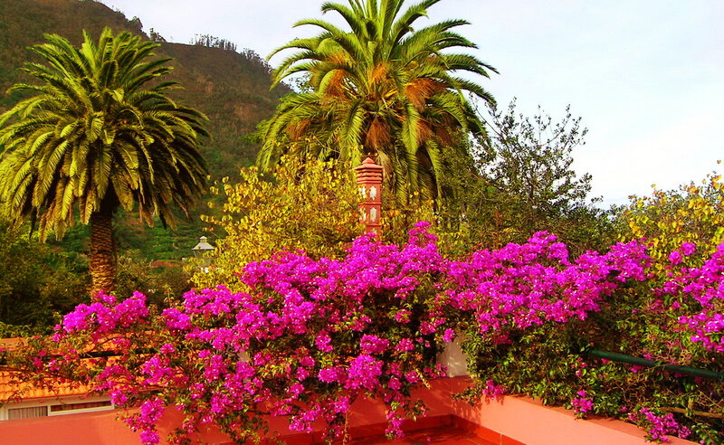 Purple Bougainvillea Flowers — Pink, Tropical