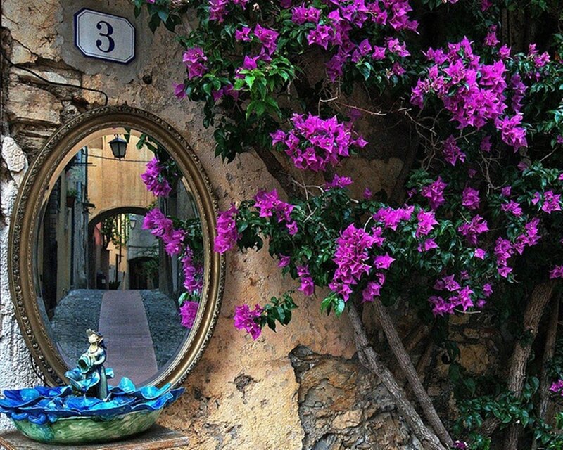 Purple Bougainvillea Flowers — Serene, Afternoon, Photograph, Mirror