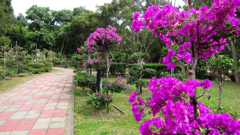 Purple Bougainvillea Flowers — Serene, Afternoon, Photograph, Path