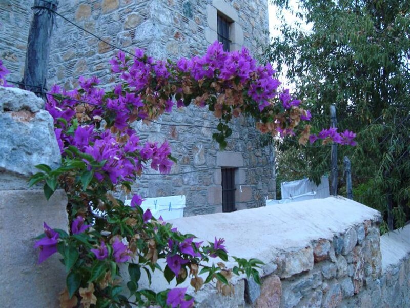 Purple Bougainvillea Flowers — Serene, Afternoon, Photograph, Stone Building