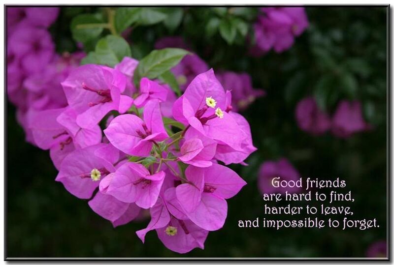 Purple Bougainvillea Flowers — Serene, Photograph