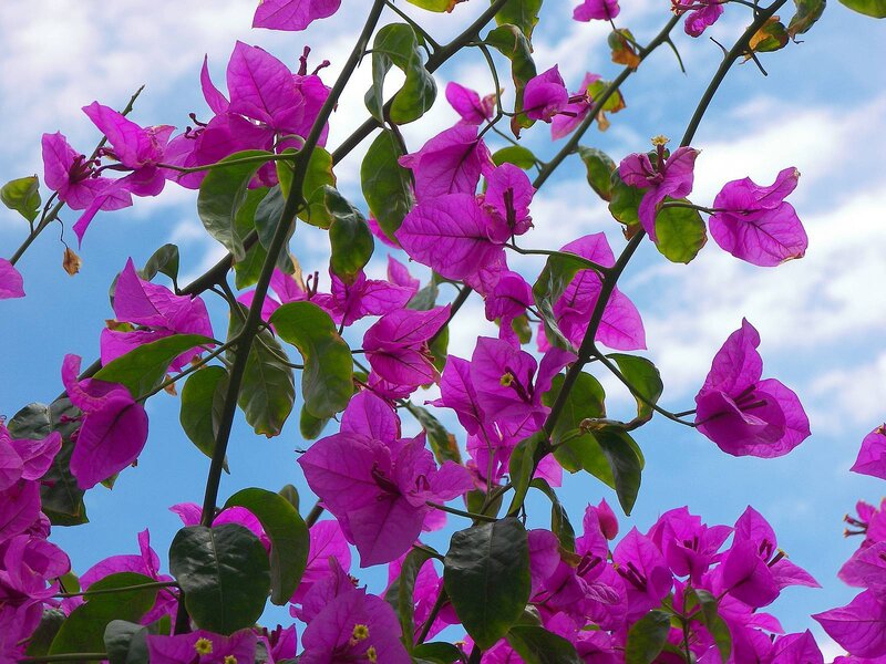 Purple Bougainvillea Flowers — Serene