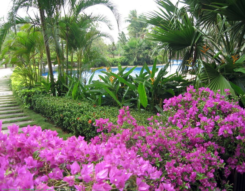 Purple Bougainvillea Flowers — Tropical