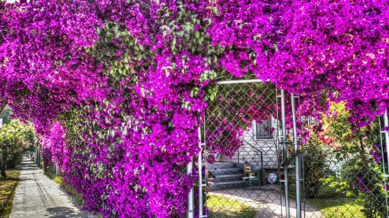 Purple Bougainvillea Flowers — Vibrant, Afternoon, Photograph