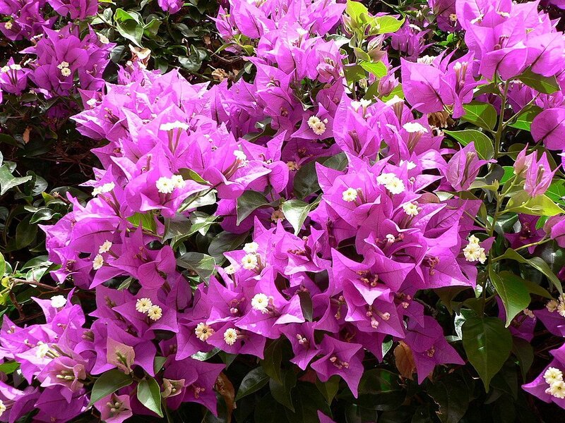 Purple Bougainvillea Flowers — Vibrant