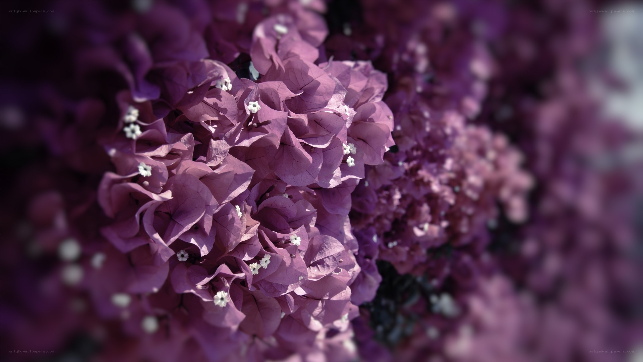 Purple bougainvillea flowers