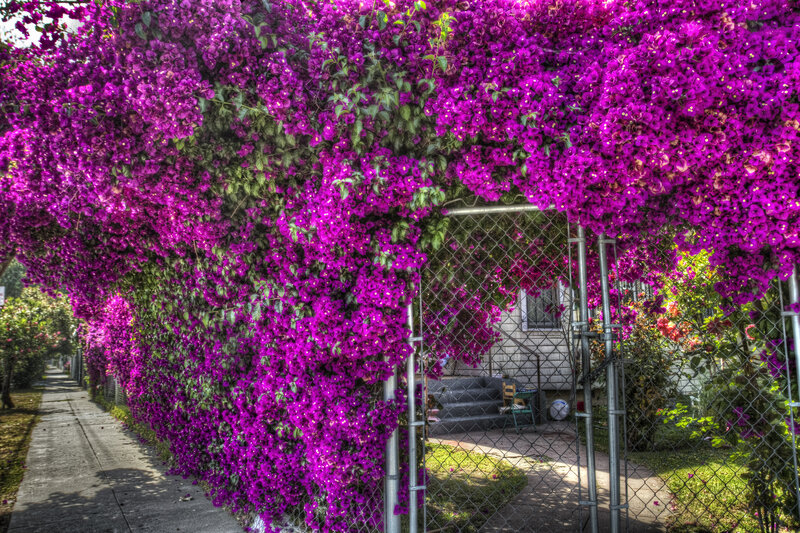 Purple Bougainvillea Hedge