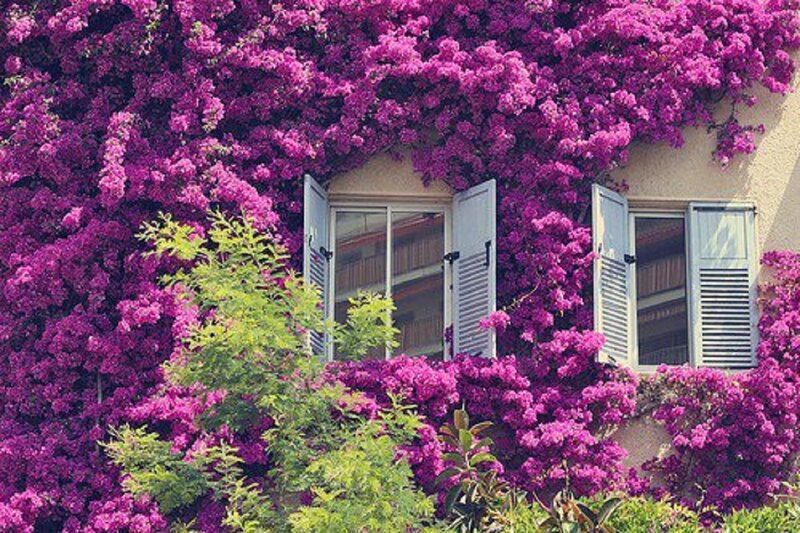 Purple Bougainvillea on House — Serene