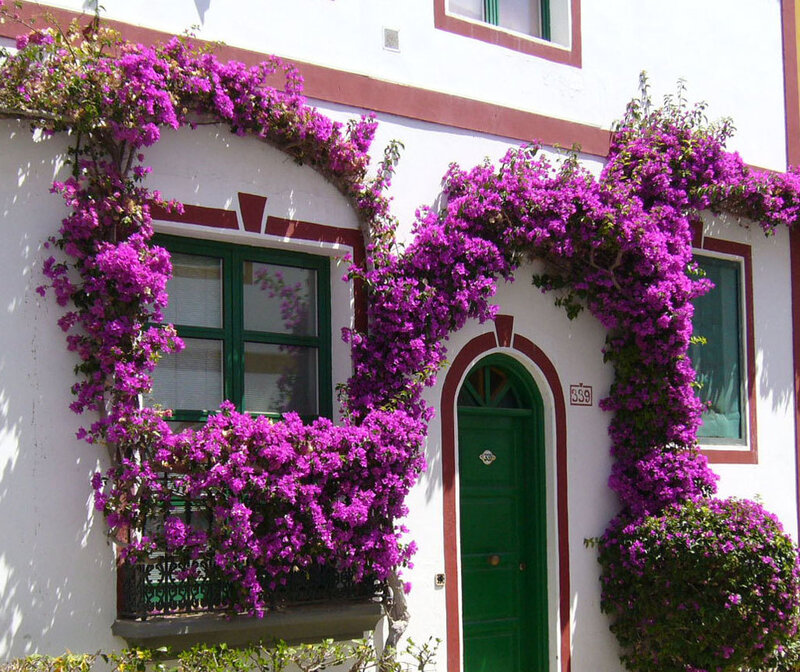 Purple Bougainvillea on House